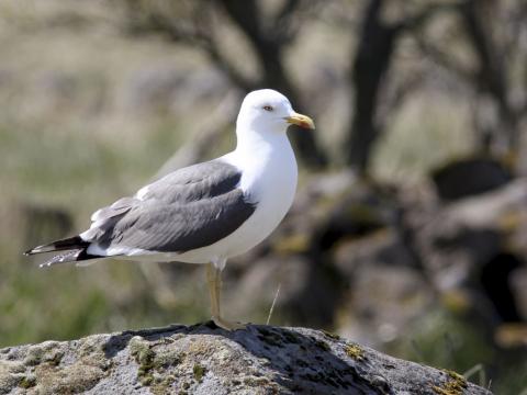 Sílamáfur, Larus fuscus