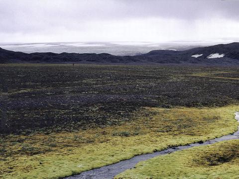 Hélumosavist á uppgrónum áreyrum vestan við Illviðrahnjúka á Hofsafrétt.