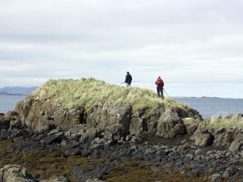 Æðarfuglamerkingar í Helgaskeri í Rifgirðingum