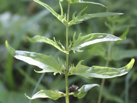 Engjakambjurt (Melampyrum pratense) vex í Vaglaskógi.