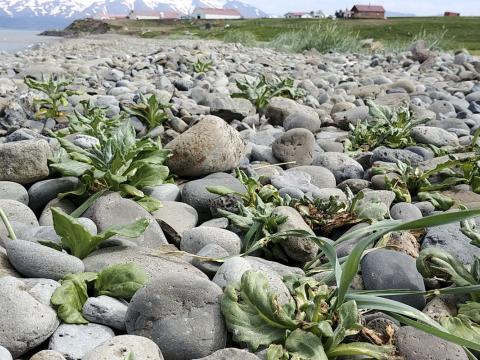 Stormþulur vex meðal annars milli steina í fjöru