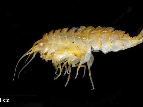 Marfló (Epimeria loricata)