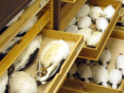 Fuglshamir varðveittir í þurrsýnaskála Náttúrufræðistofnunar Íslands