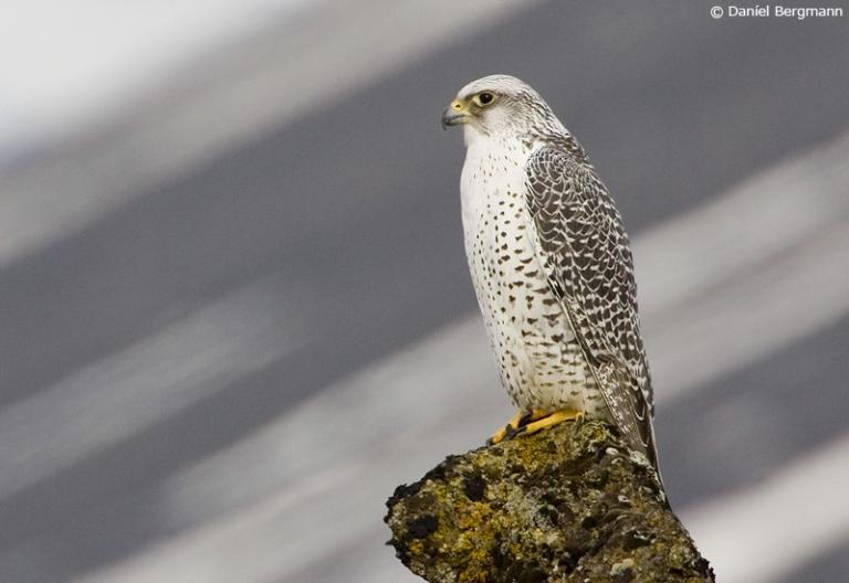 Fálki (Falco rusticolus) Fálki (Falco rusticolus)
