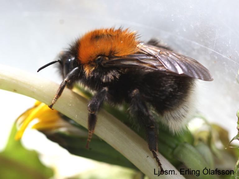 Rauðhumla - Bombus hypnorum