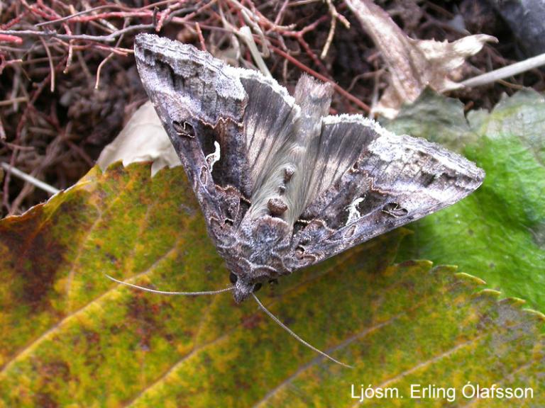 Gammaygla - Autographa gamma Gammaygla - Autographa gamma