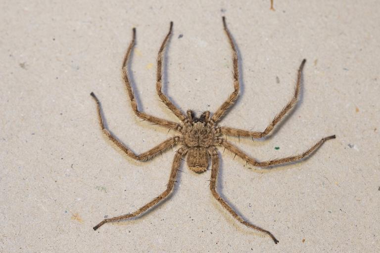 Veggjakönguló – Selenops radiatus