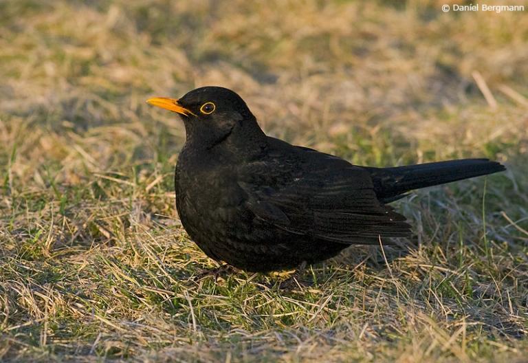 Svartþröstur (Turdus merula)