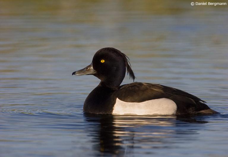 Skúfönd (Aythya fuligula) Skúfönd (Aythya fuligula)