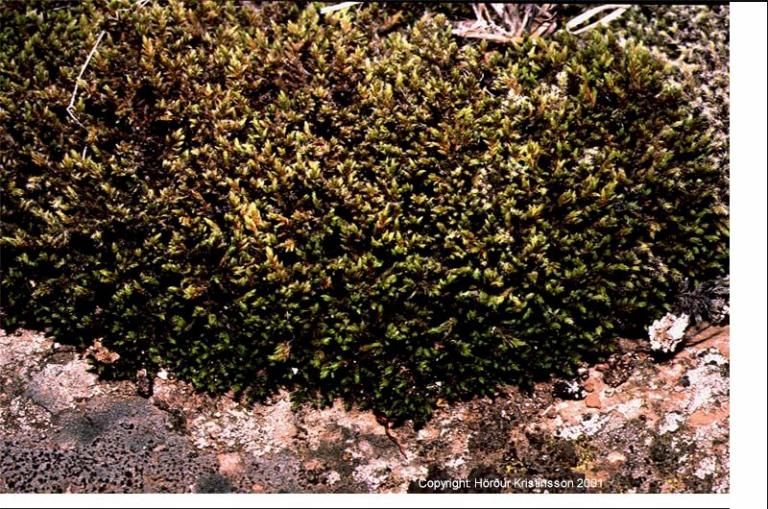 Mynd af Melagambri (Racomitrium ericoides)