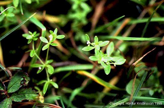 Mynd af Þrenningarmöðru (Galium trifidum)