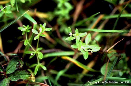 Mynd af Þrenningarmaðra (Galium trifidum)