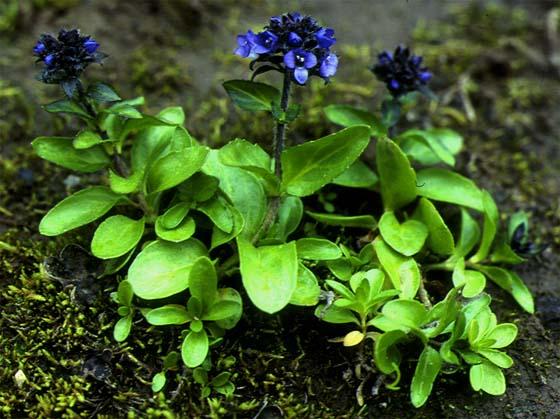 Mynd af Fjalladepla (Veronica alpina)