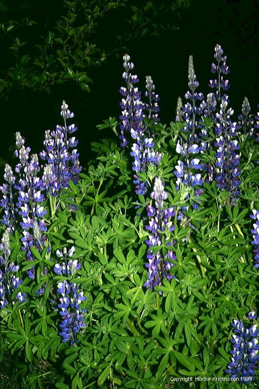 Mynd af Alaskalúpínu (Lupinus nootkatensis)