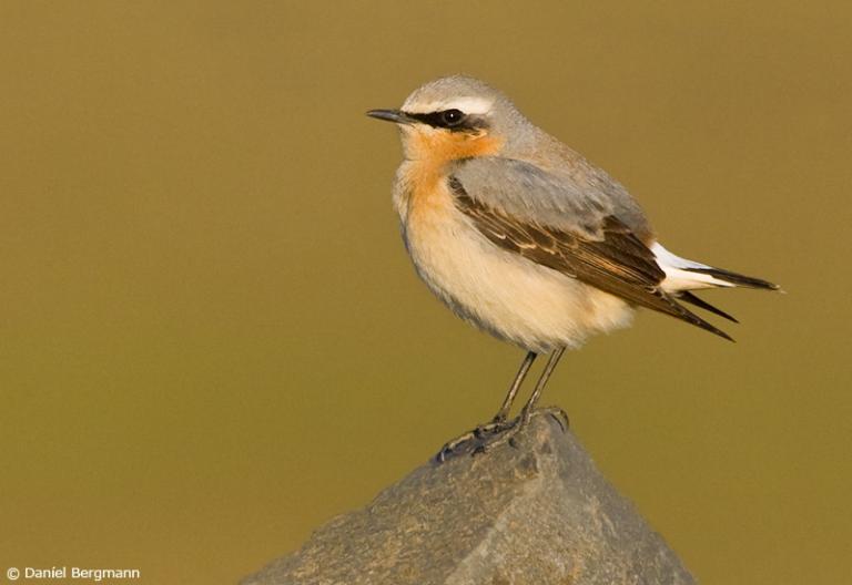 Steindepill (Oenanthe oenanthe)