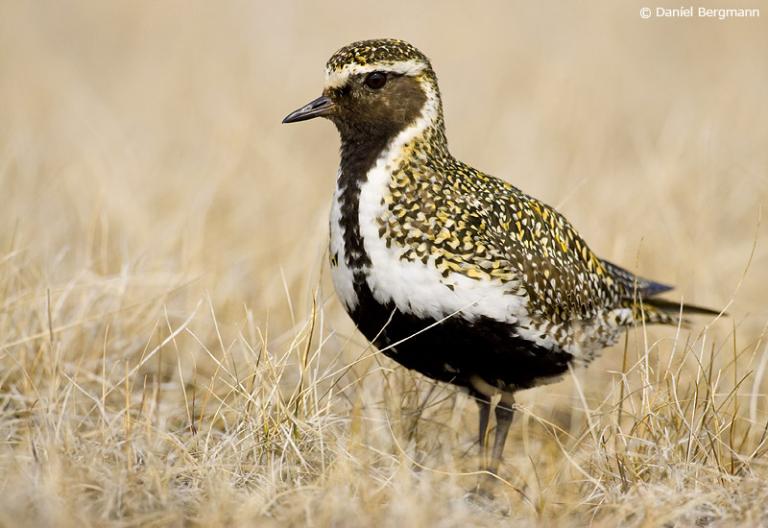 Heiðlóa (Pluvialis apricaria)