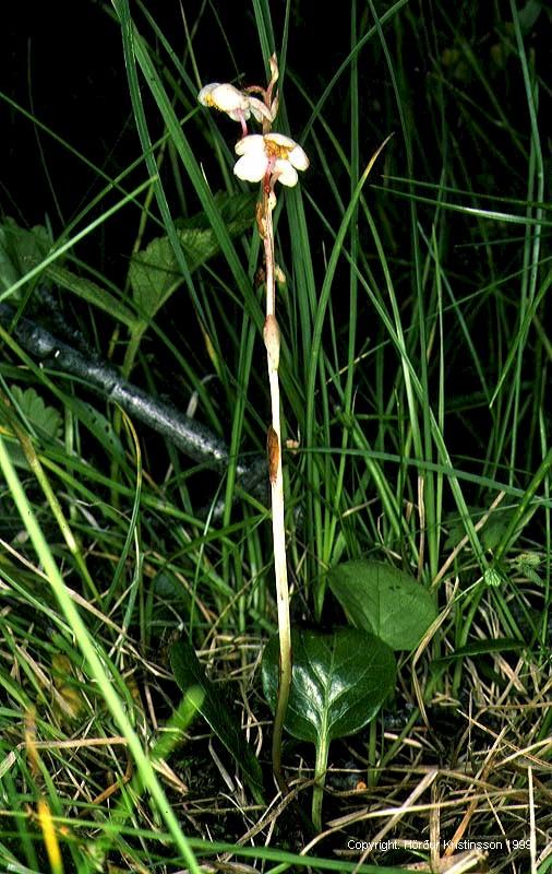 Mynd af Bjöllulilja (Pyrola grandiflora)