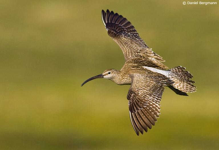 Spói (Numenius phaeopus)