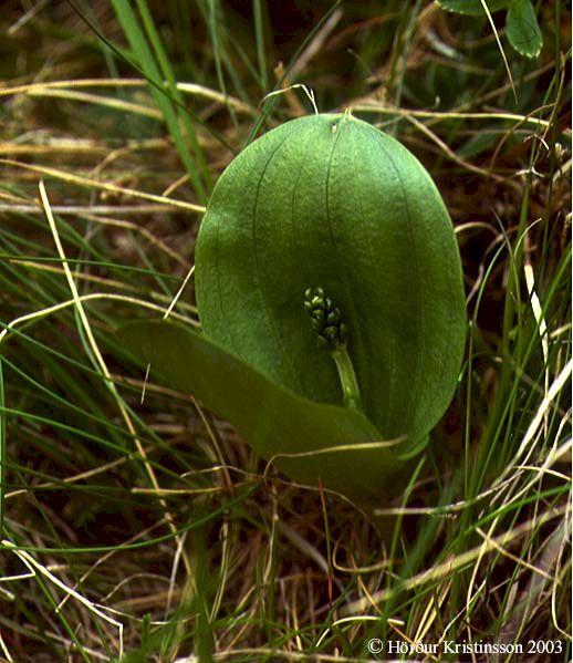 Mynd af Eggtvíblöðku (Listera ovata)