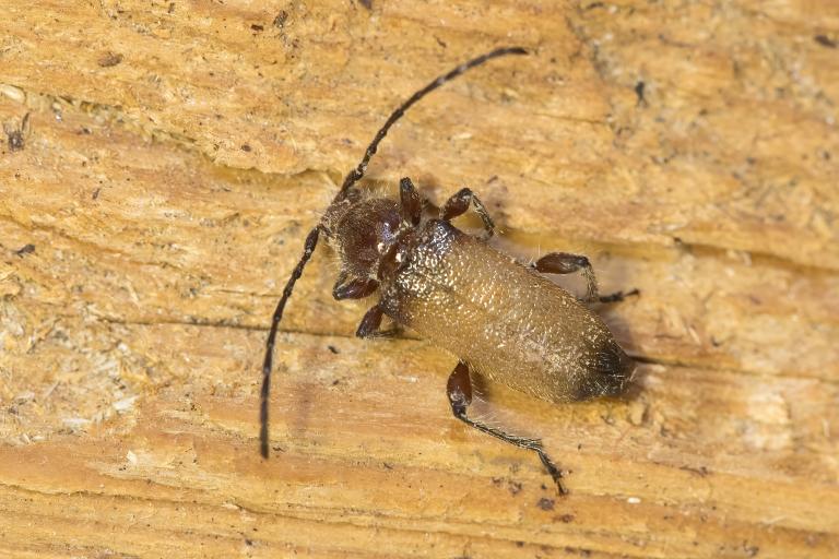 Hærubukkur – Callidiellum villosulum Hærubukkur – Callidiellum villosulum