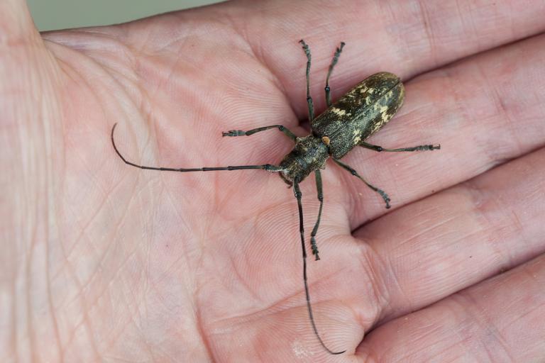 Grenibukkur – Monochamus sartor Grenibukkur – Monochamus sartor