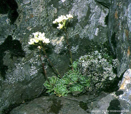 Mynd af Bergsteinbrjótur (Saxifraga paniculata) Mynd af Bergsteinbrjótur (Saxifraga paniculata)