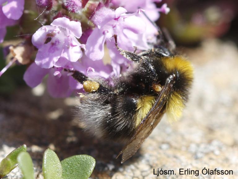 Móhumla - Bombus jonellus