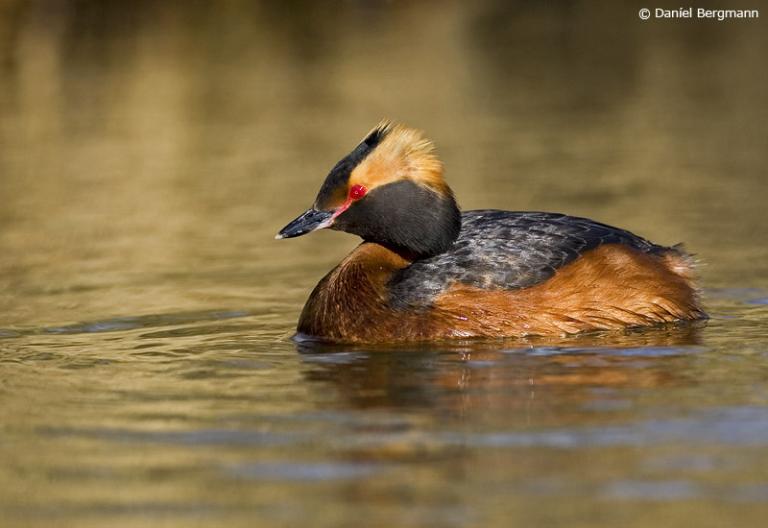 Flórgoði (Podiceps auritus)