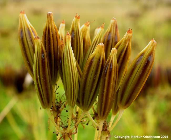 Mynd af Spánarkerfill (Myrrhis odorata)