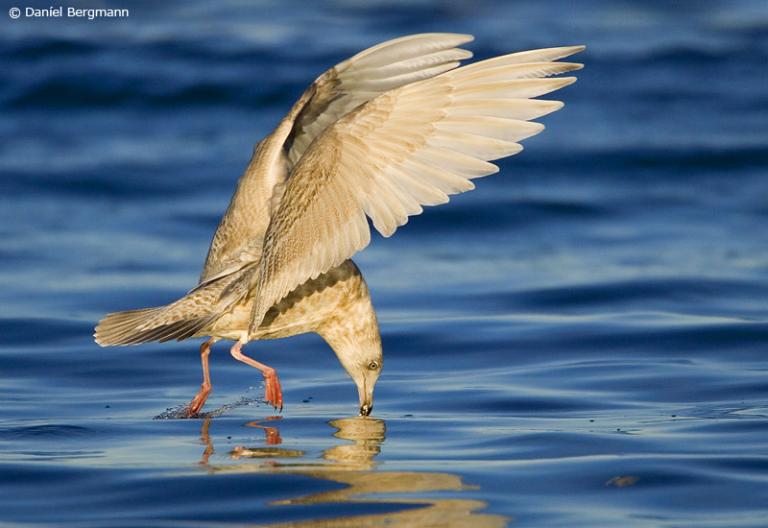 Bjartmáfur, ungfugl (Larus glaucoides)