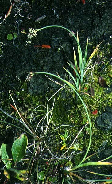 Mynd af Hvítstör (Carex bicolor)