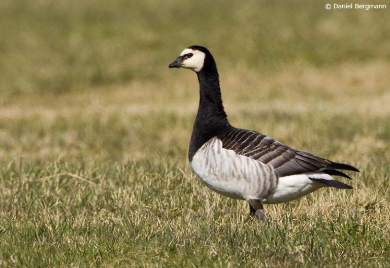 Helsingi (Branta leucopsis) Helsingi (Branta leucopsis)
