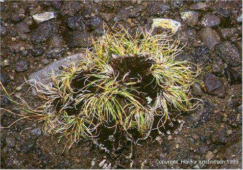 Mynd af Finnungsstör (Carex nardina)