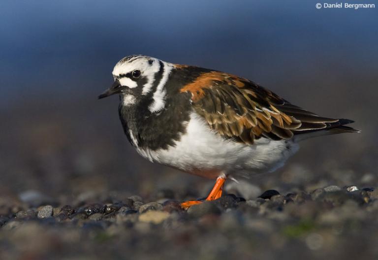 Tildra (Arenaria interpres)