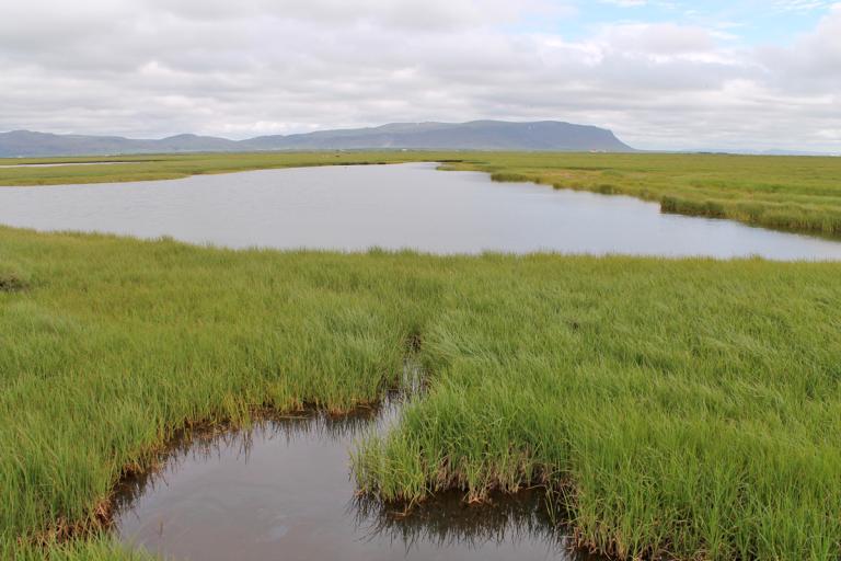 Friðlandið í Flóa Friðlandið í Flóa