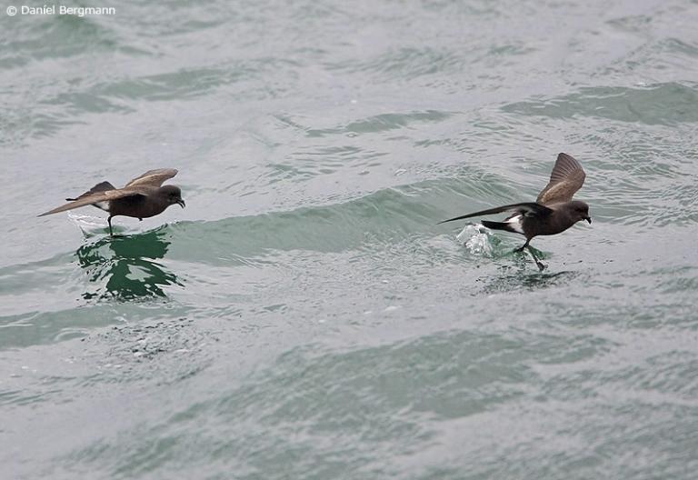 Stormsvala (Hydrobates pelagicus)