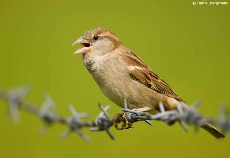 Gráspör (Passer domesticus)