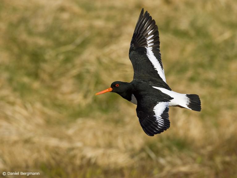 Tjaldur (Haematopus ostralegus)