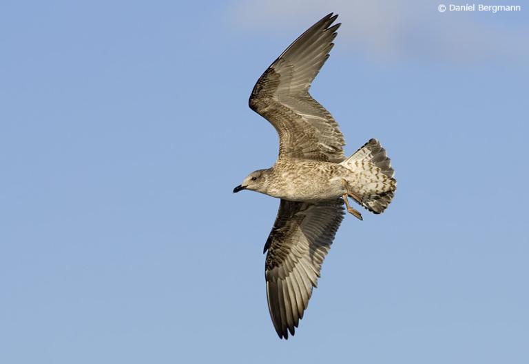 Sílamáfur, ungfugl (Larus fuscus)