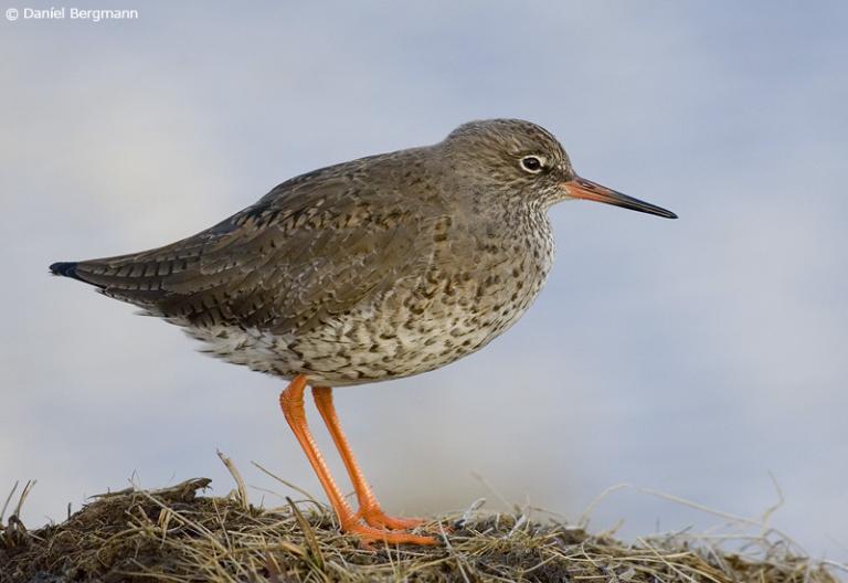 Stelkur (Tringa totanus)