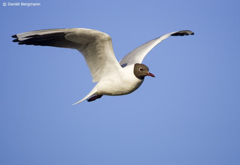 Hettumáfur (Chroicocephalus ridibundus) Hettumáfur (Chroicocephalus ridibundus)