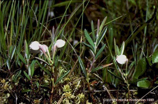 Mynd af Ljósalyng (Andromeda polifolia)