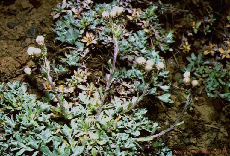 Mynd af Fjallalójurt (Antennaria alpina) Mynd af Fjallalójurt (Antennaria alpina)