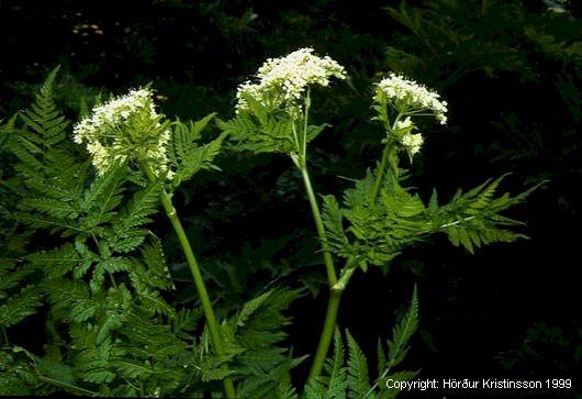 Mynd af Spánarkerfill (Myrrhis odorata)