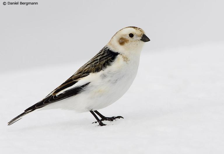 Snjótittlingur (Plectrophenax nivalis)