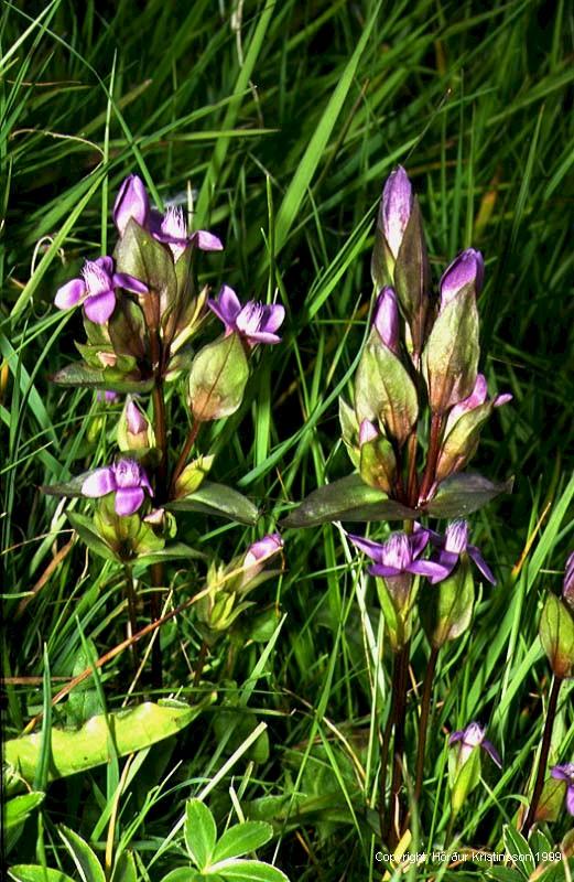 Mynd af Maríuvendi (Gentianella campestris)