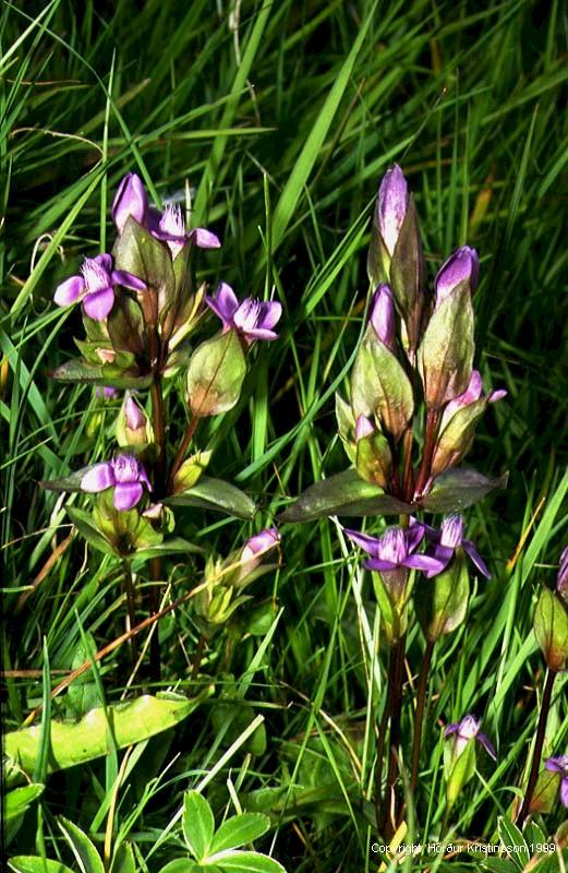 Mynd af Maríuvöndur (Gentianella campestris)