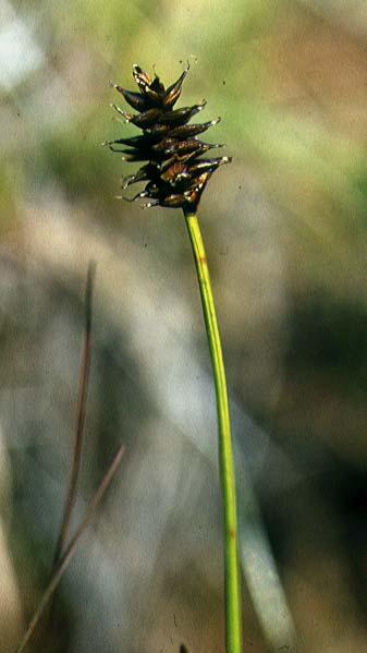 Mynd af Sérbýlisstör (Carex dioica)