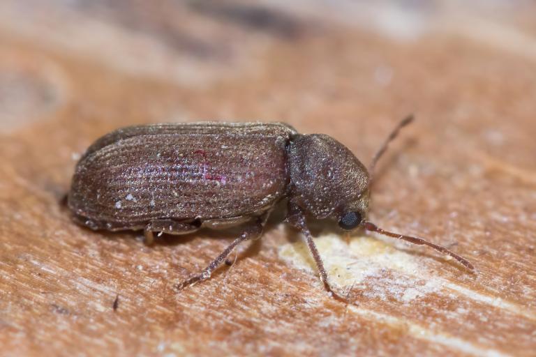 Veggjatítla – Anobium punctatum Veggjatítla – Anobium punctatum