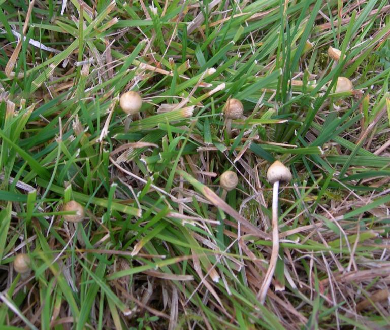 Trjónupeðla (Psilocybe semilanceata) í beittu graslendi.